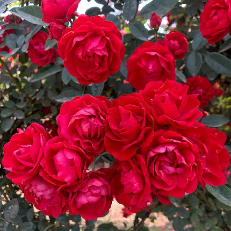 无刺【四季红木香】 蔷薇花爬藤植物 四季开花  耐寒 爬藤快