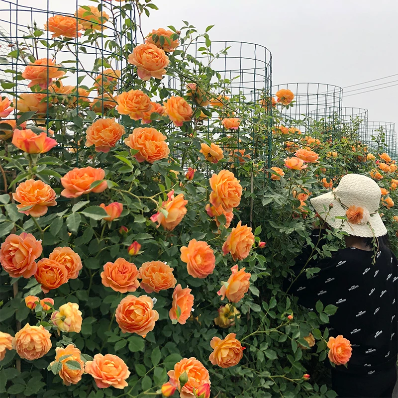 【夏洛特夫人】奥斯汀藤本月季庭院露台花卉植物盆栽苗爬藤月季