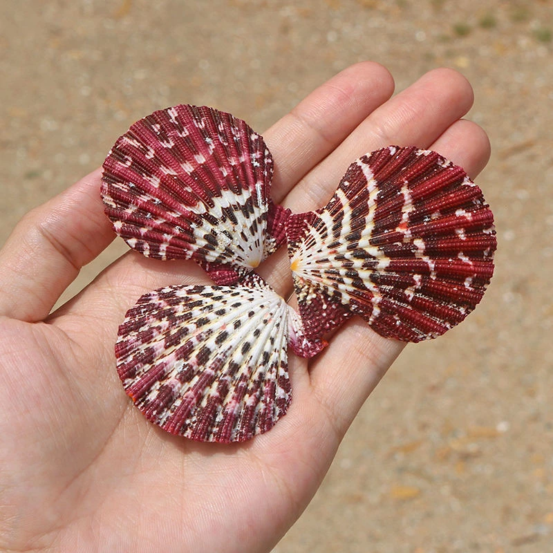 直播链接！天然海螺贝壳油画扇贝