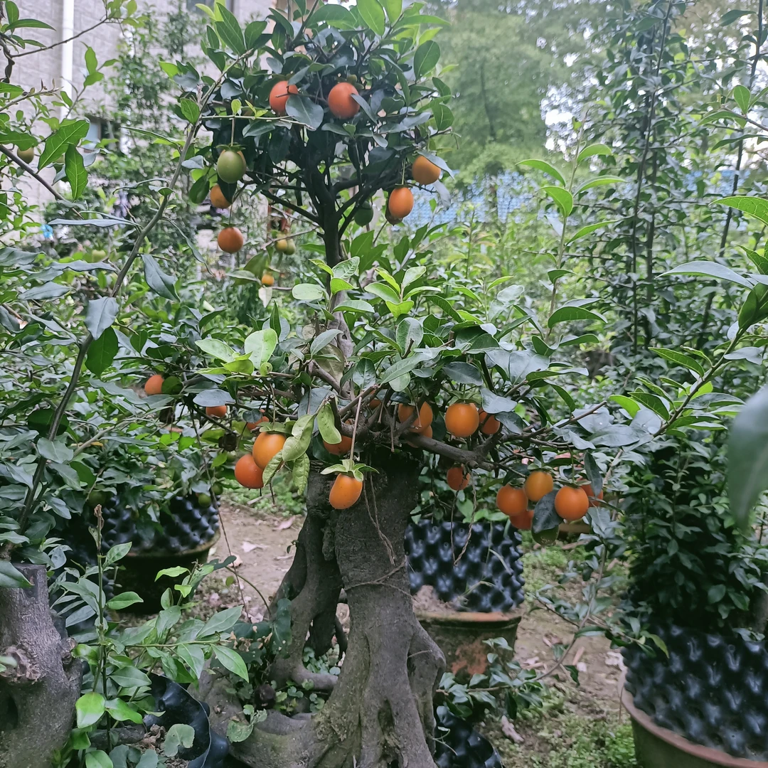 金弹子老桩提根年功老桩