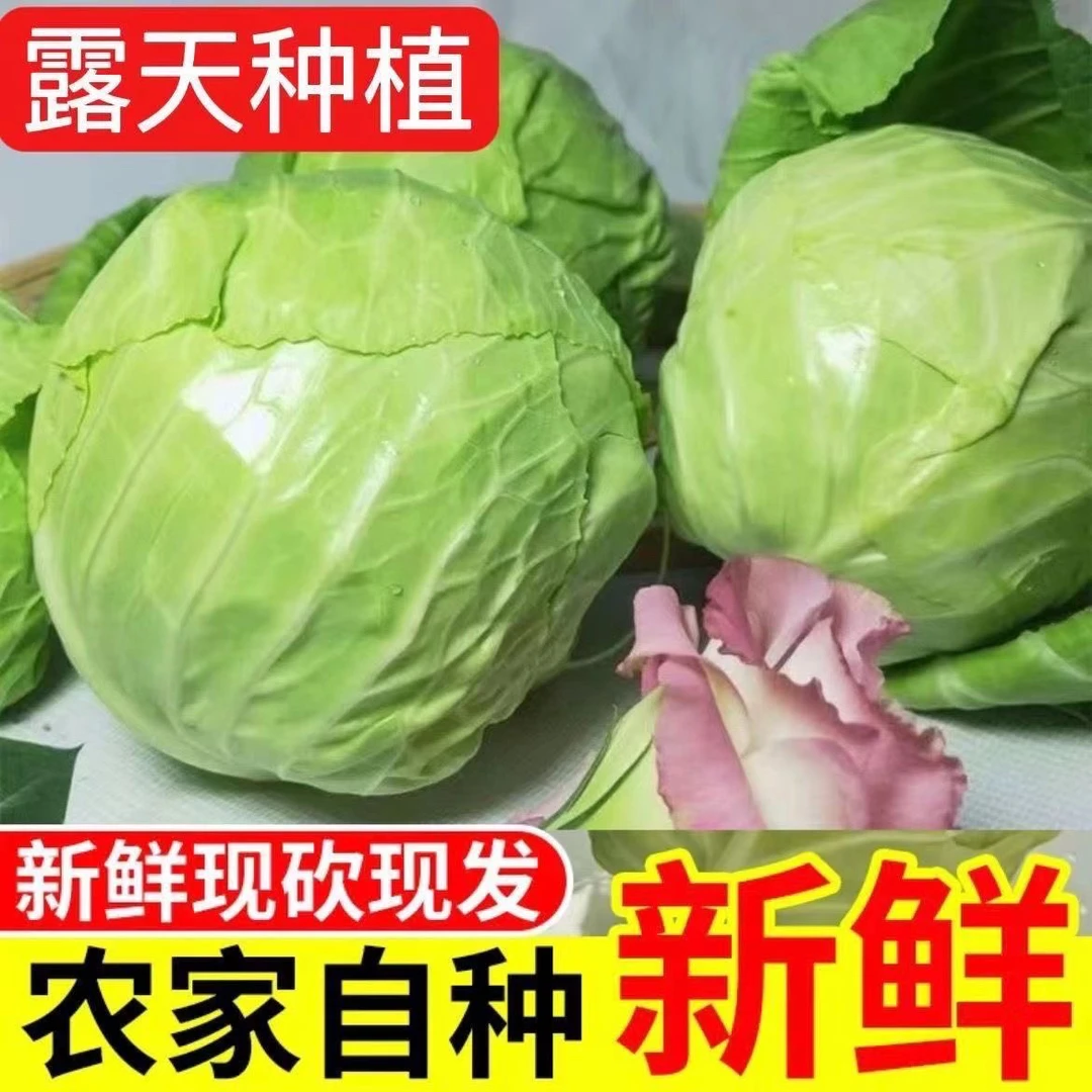 现砍新鲜绿甘蓝农家自种露天包菜新鲜时令蔬菜3斤5斤包邮