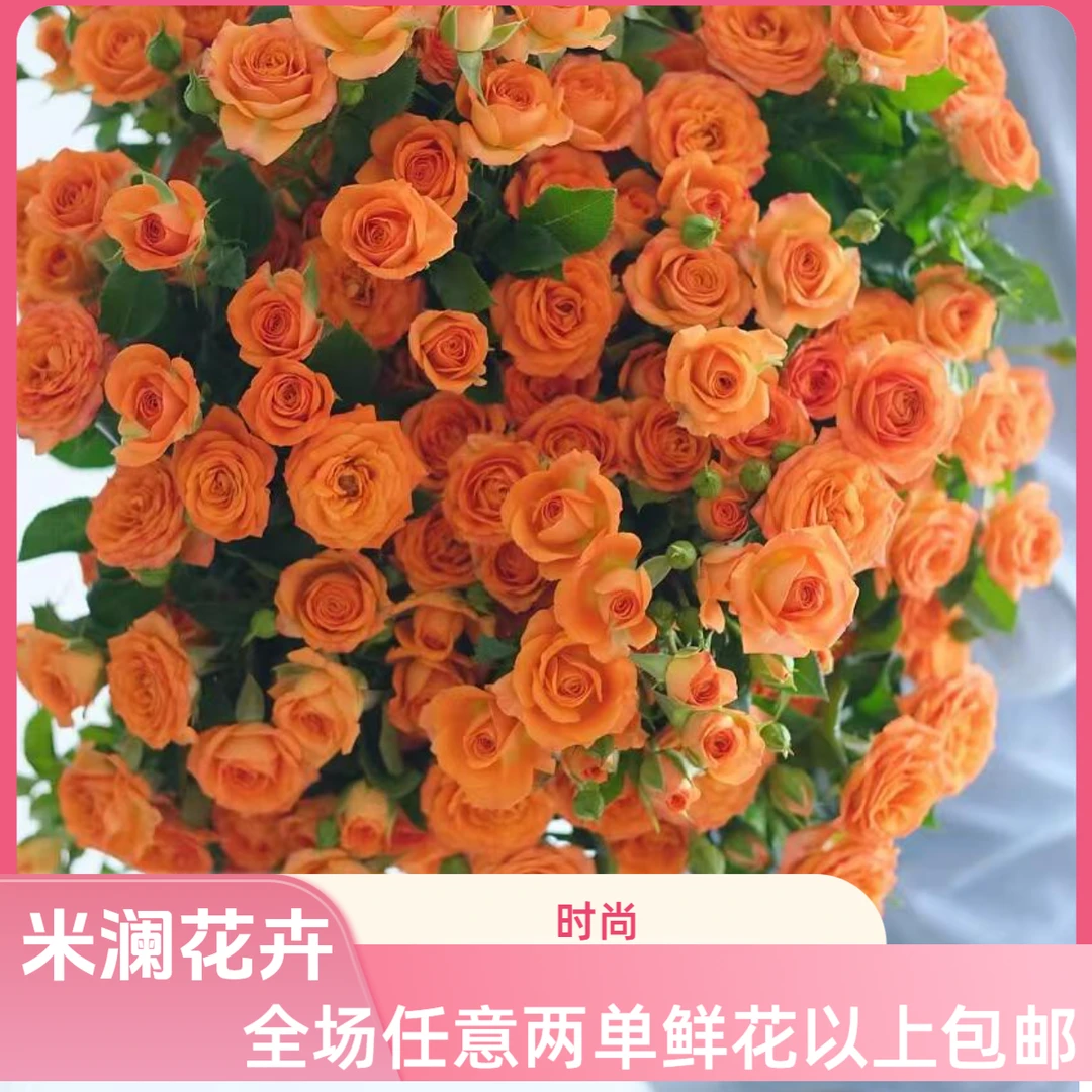 【橙芭比】多头玫瑰云南基地鲜花任意拍两单顺丰冷链或京东空运包邮