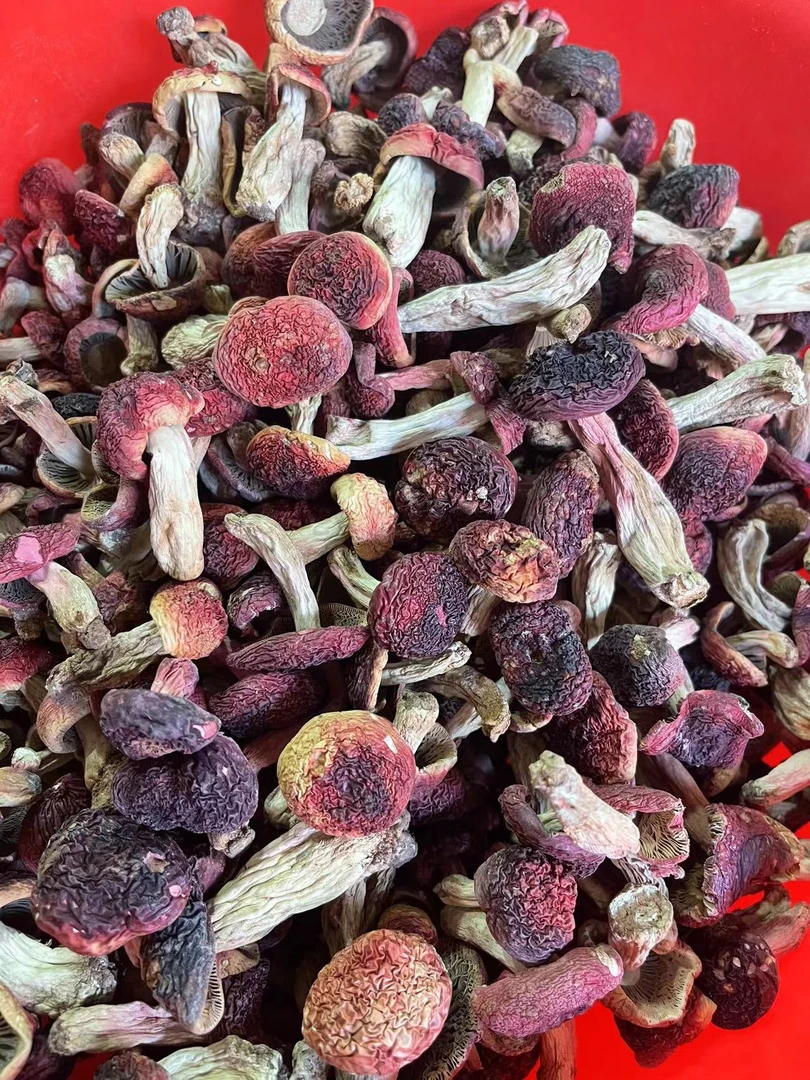云南黑面菇蕾 高山正红云南野生菌蓝底小菇蕾250g