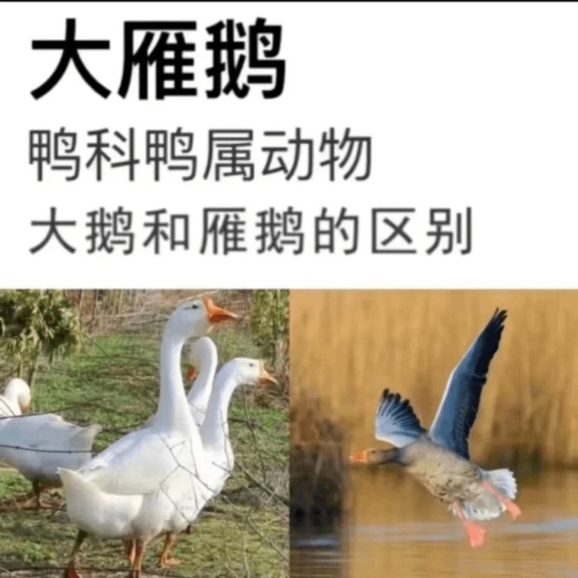 【京东冷链买一送一】2只毛重共12斤散养大雁鹅一只净重4斤带内脏