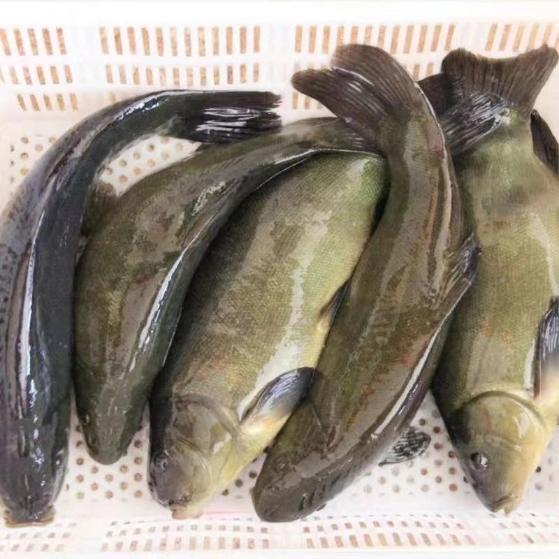 水库冰鲜现捞四川特大丁桂   每条2-16g左右   生态养殖2