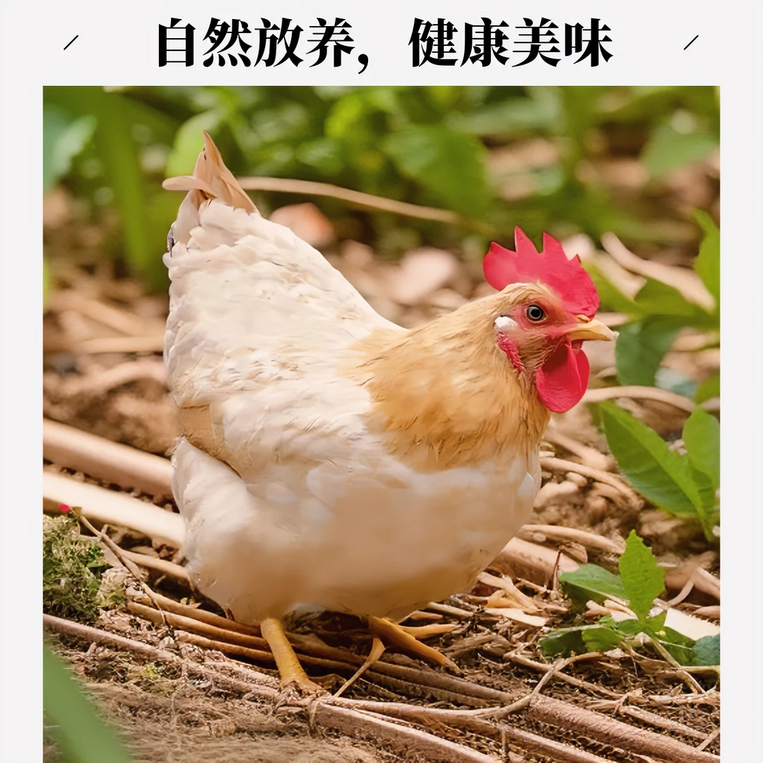 山林散养三黄鸡走地鸡（净重2.5-3斤左右） 包冰率10%以内