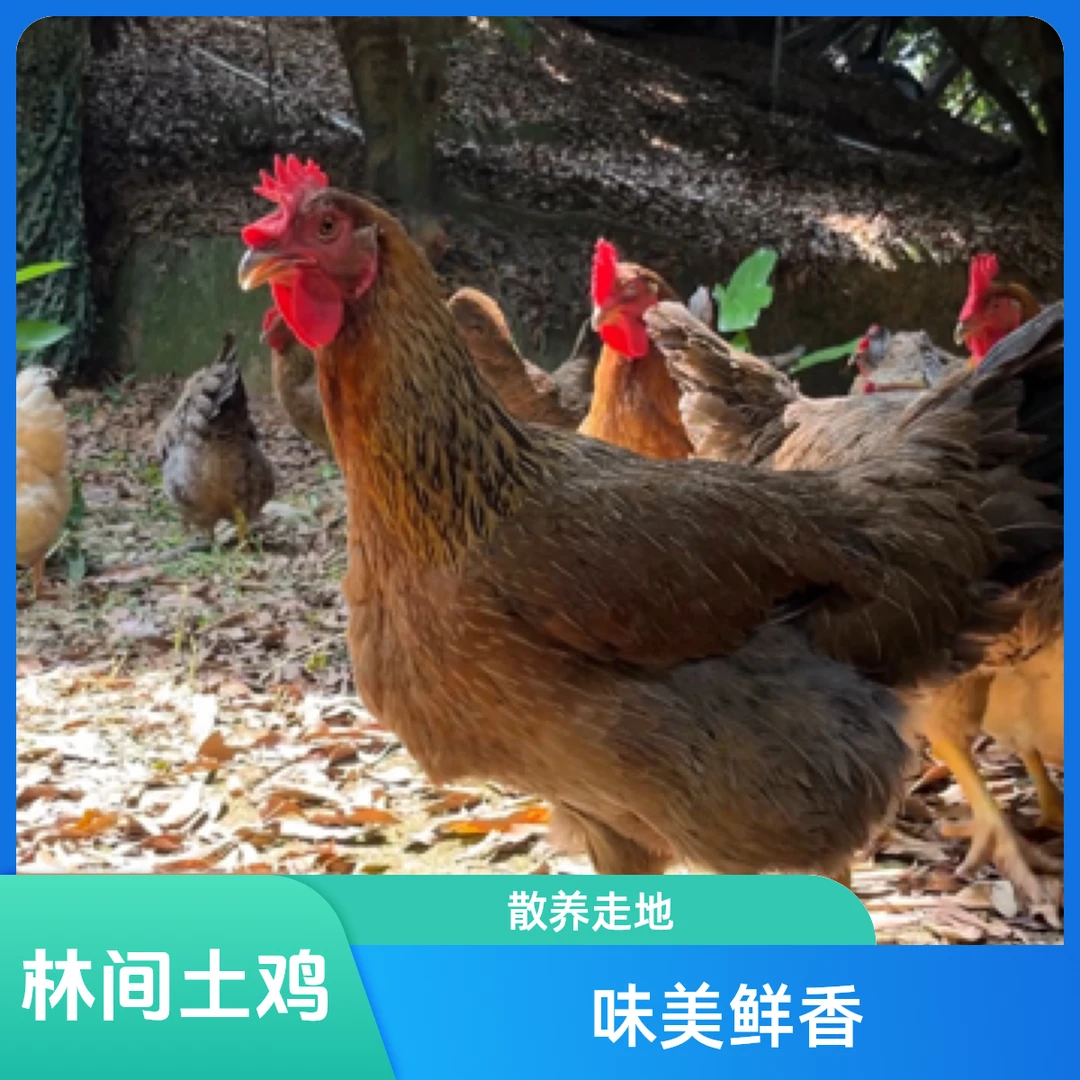 林间散养正宗土鸡走地鸡（清远鸡+三黄鸡，两只装）