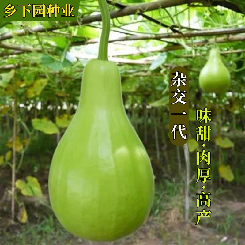 【杂交一代】正宗瓠子瓜苗青皮蒲瓜种子苗高产早生盆栽阳台蔬果种子