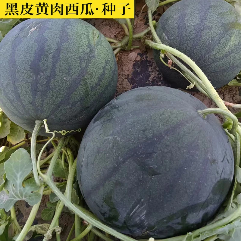 【老朱推荐】薄皮黑皮黄心西瓜种子高产黑皮黄瓤春夏季水果种籽