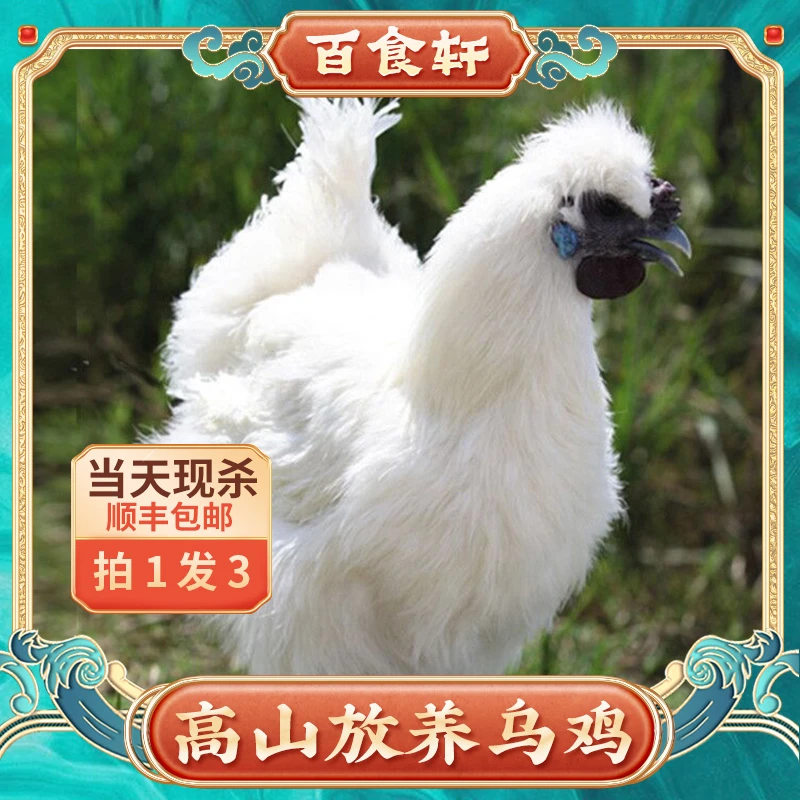 拍1发3 高山乌骨鸡新鲜乌鸡现杀900g/只 顺丰冷链 山东