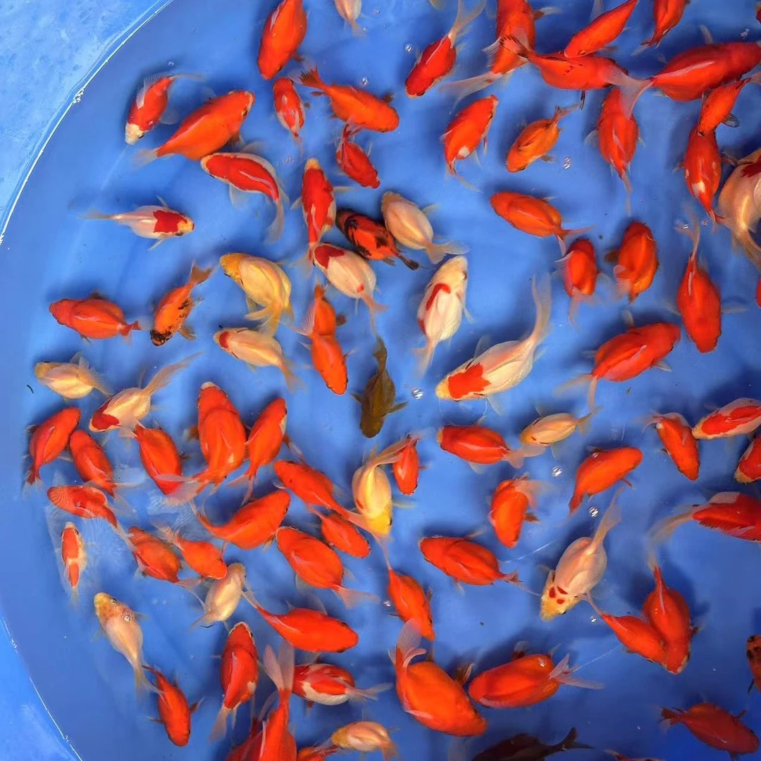 渔场直发，精品观赏鱼，批发零售，红白随机发一组。