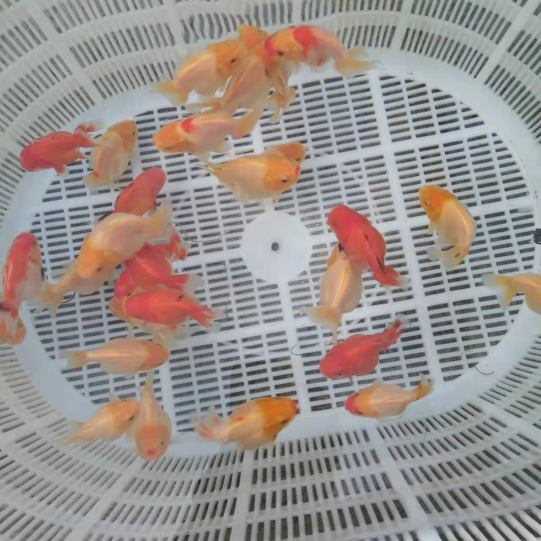 优质玛丽，一纽三条