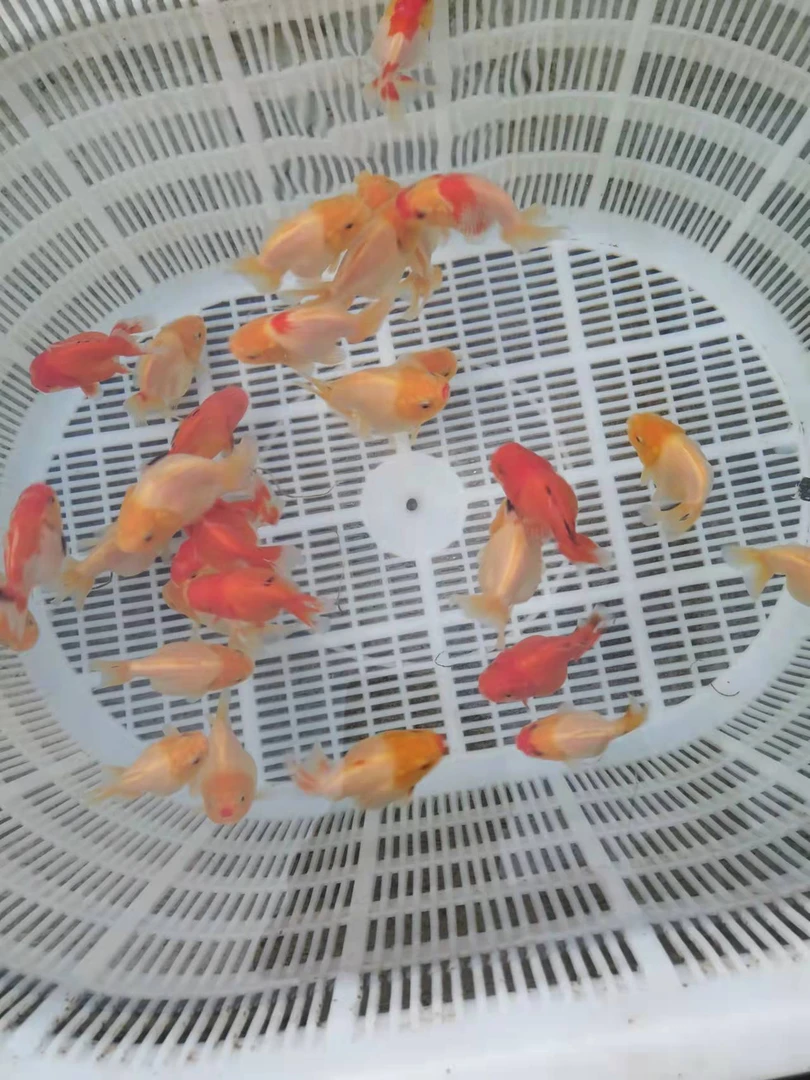 玛丽鱼饲料1000g