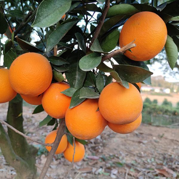 湖北宜昌纽荷尔脐橙色泽鲜艳果肉饱满多汁的橙子