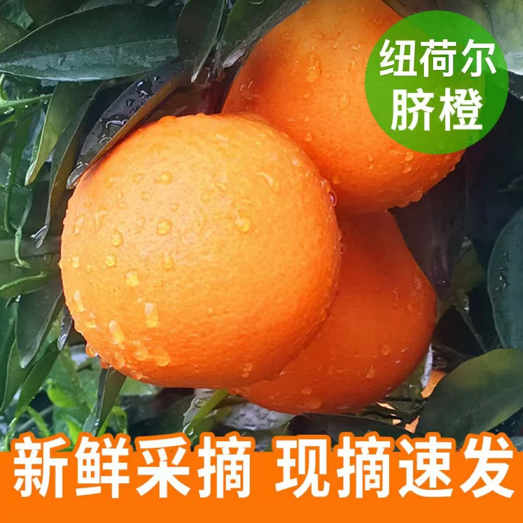 新鲜纽荷尔脐橙子当季水果榨汁脐橙新鲜现摘果园直发纽荷尔脐橙
