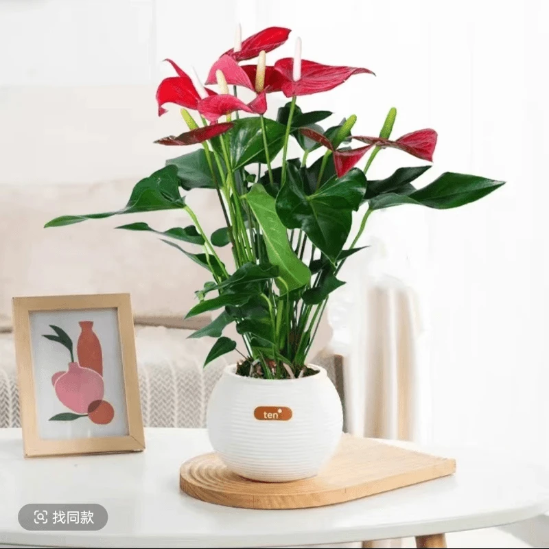 红掌盆栽带花大盆鸿运当头花卉植物室内好养绿植四季开花大叶大花