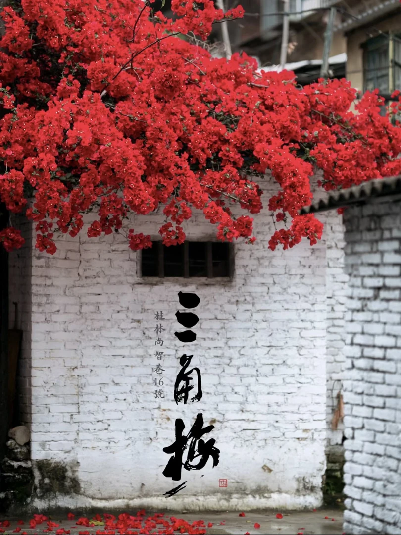 甘【三角梅-补款专用链接】-勿拍
