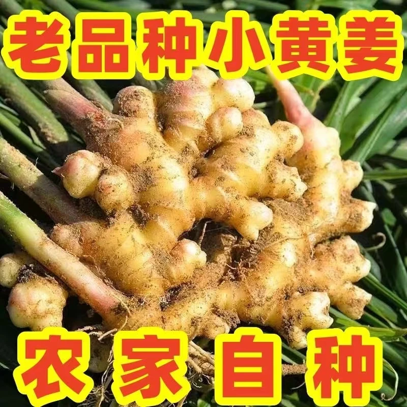 云南小黄姜老姜山地新鲜生姜优质辛辣浓郁自种产地种植产品原生态
