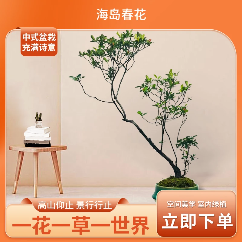 海岛春花简约风办公室茶室室内外中大型绿植盆栽轻奢优雅意境美观