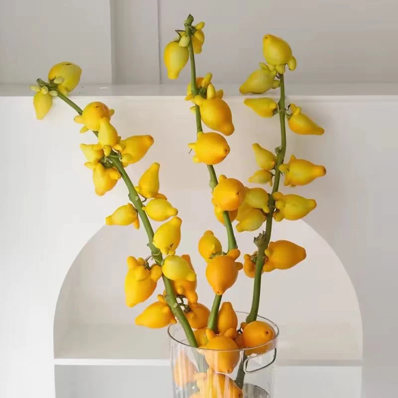 五代果 同堂黄金果 同城派送 1-2小时送达