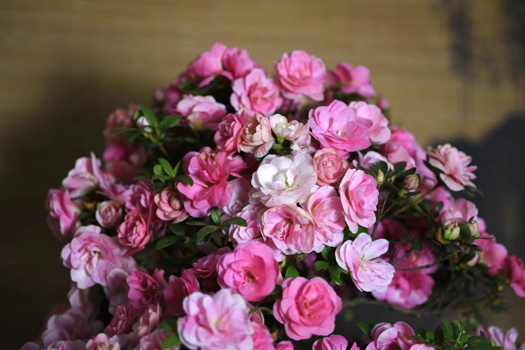 皋月杜鹃 绢之舞 重瓣多色开品 花色丰富 耐寒耐热 易活好养