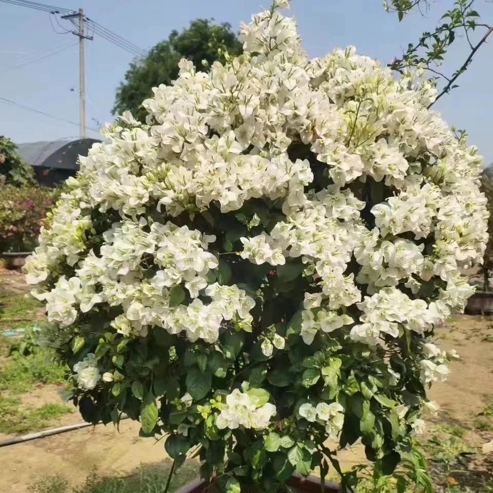三角梅藤本绿植四季开花【一物一拍】发货改价链接盆栽花卉中方