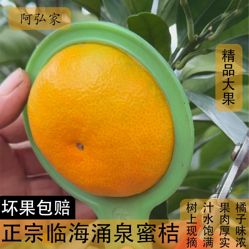 水果阿弘家浙江台州临海正宗产地发精品大果涌泉蜜桔特级无核橘子