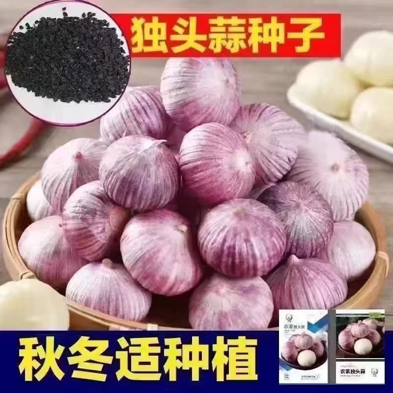 紫皮独头蒜种子农家大蒜种籽红根蒜苗种孑四季种植蒜苔盆栽蔬菜种