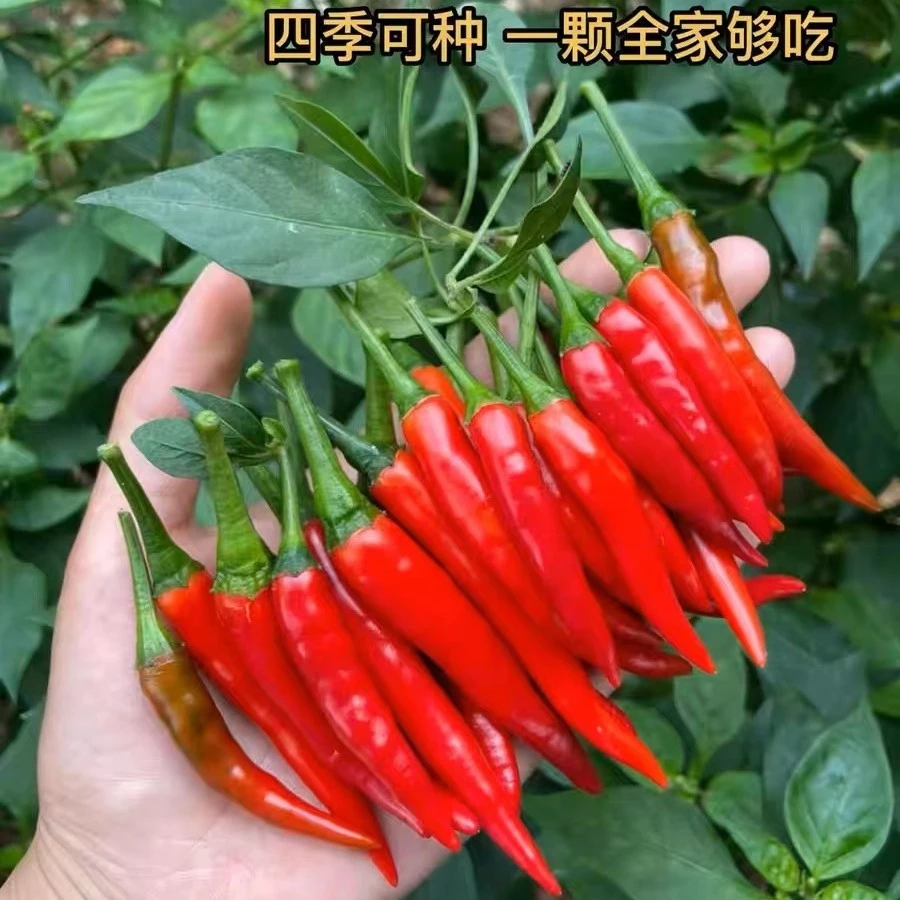 美人椒种籽辣椒蔬菜种子辣椒高产农家院菜园阳台种植抗病辣椒种子