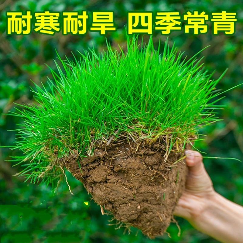 【耐寒四季常青】低矮草坪种子庭院绿化荒山护坡园林四季耐旱耐踩