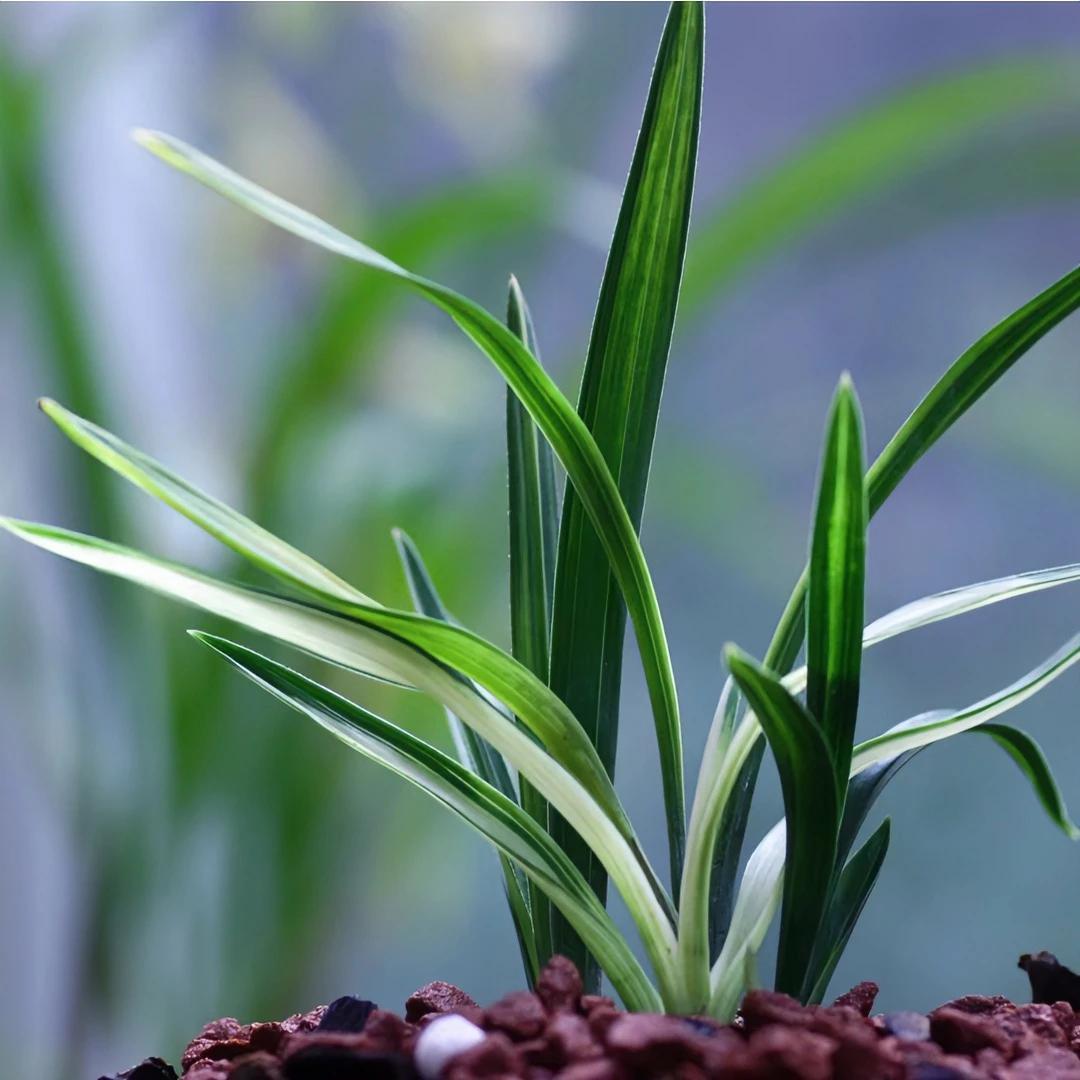 国兰新辉精品兰花直播间一物一拍小黄车专用夏季