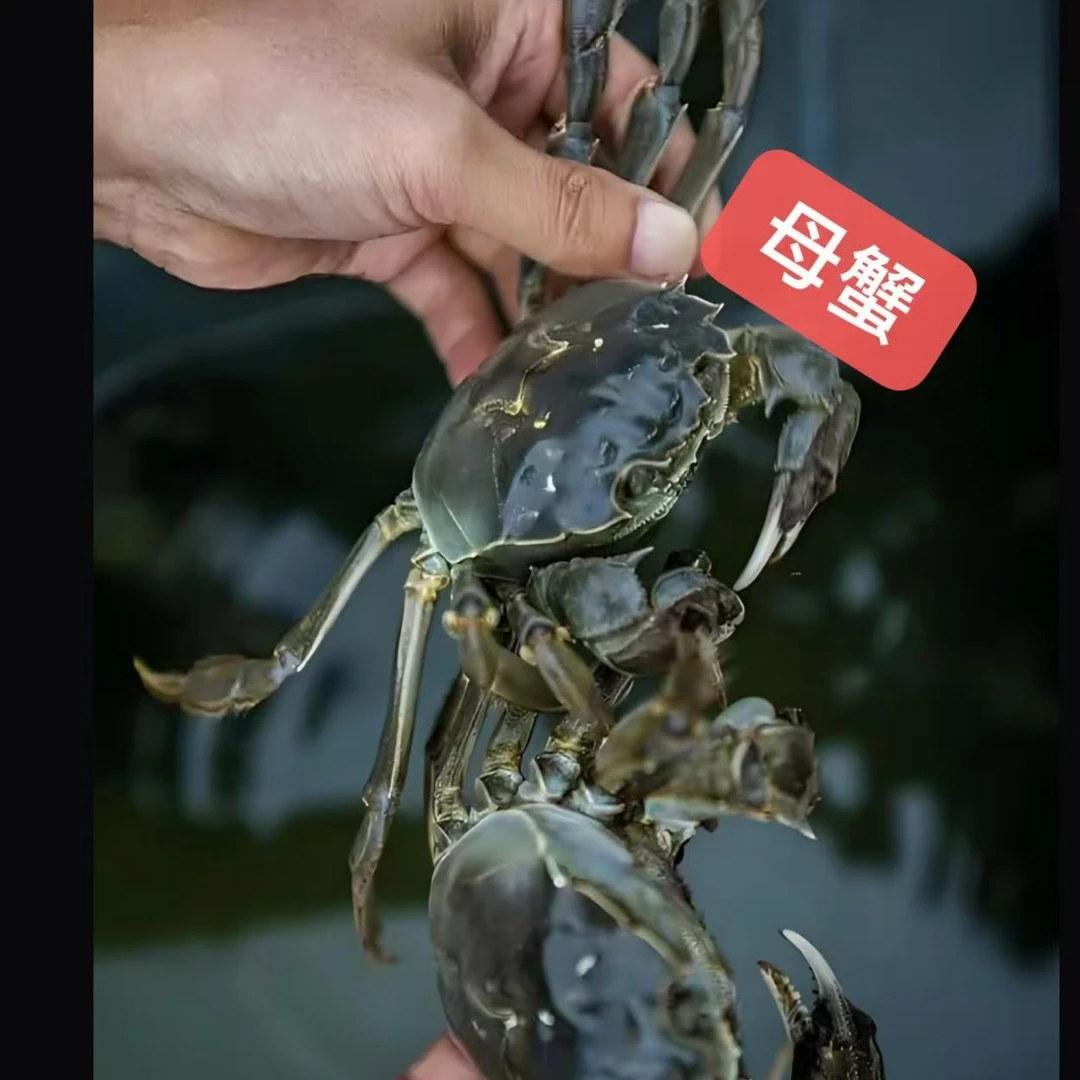 《2.5两-4两母蟹》鲜活大闸蟹【活动蟹】