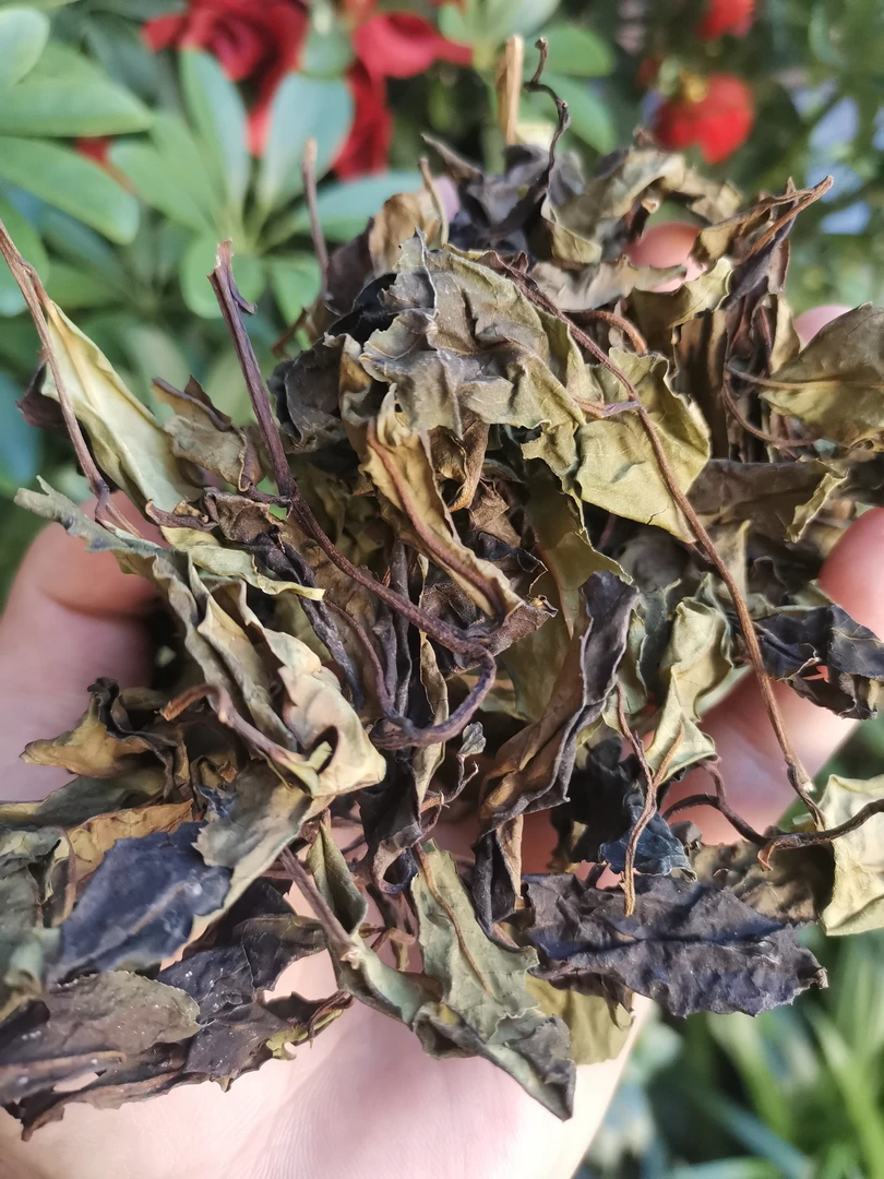 【小杨推荐】2024明前野生古树白