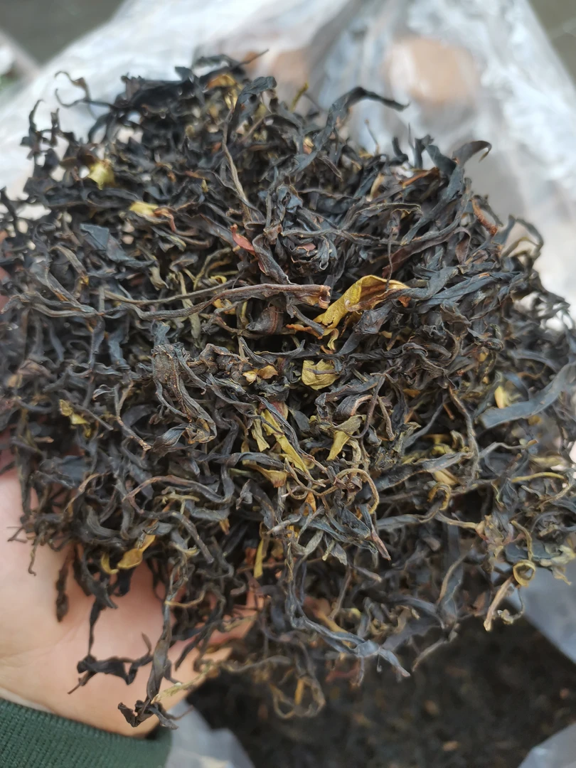 【小杨推荐】2024高黎贡千年野生晒青茶