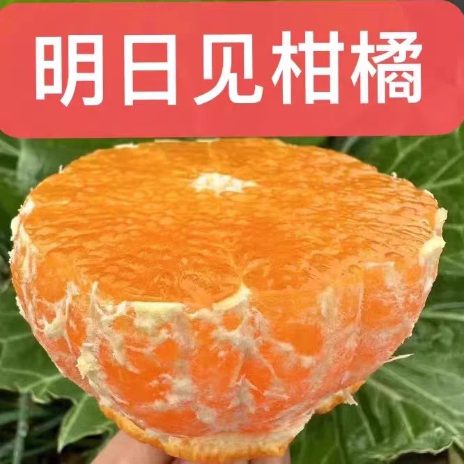 【明日见】高端柑桔明天日见10斤礼盒柑橘四川省眉山市
