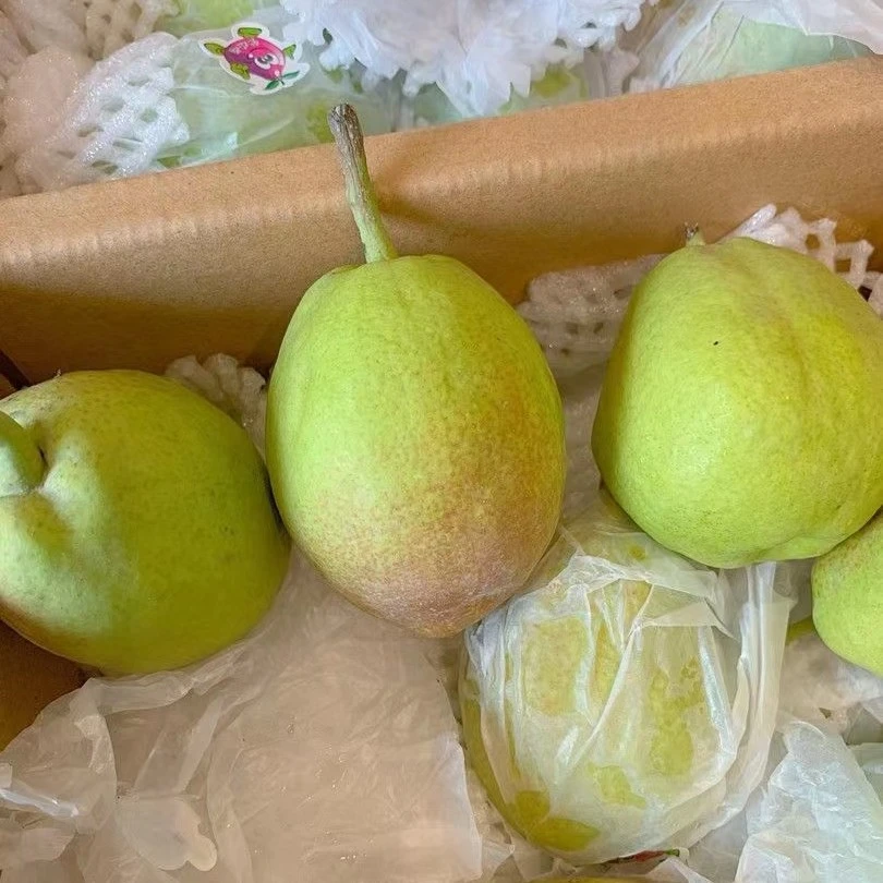 新疆库尔勒香梨5斤