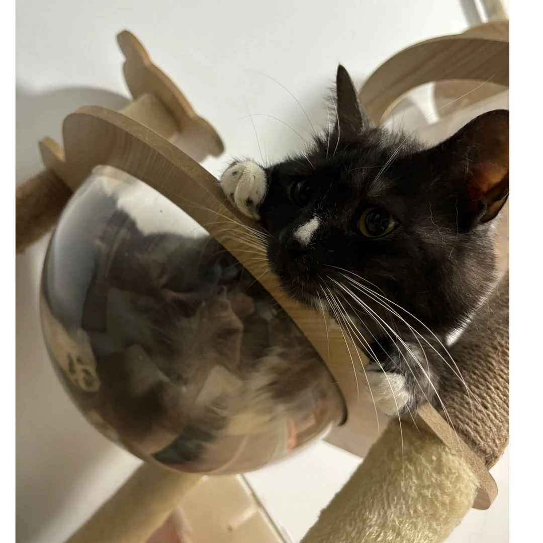 兔屋猫猫们的明信片(随机发送)