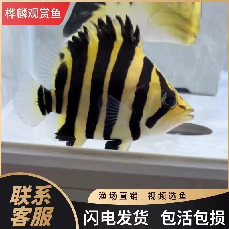 虎鱼活体泰虎苏门答腊虎三纹虎四纹虎龙鱼配鱼水族