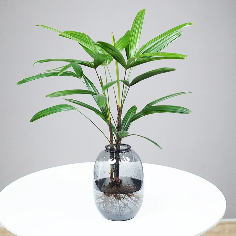 水培植物金山棕竹室内盆栽好养办公室桌面绿植水养发财竹四季长绿