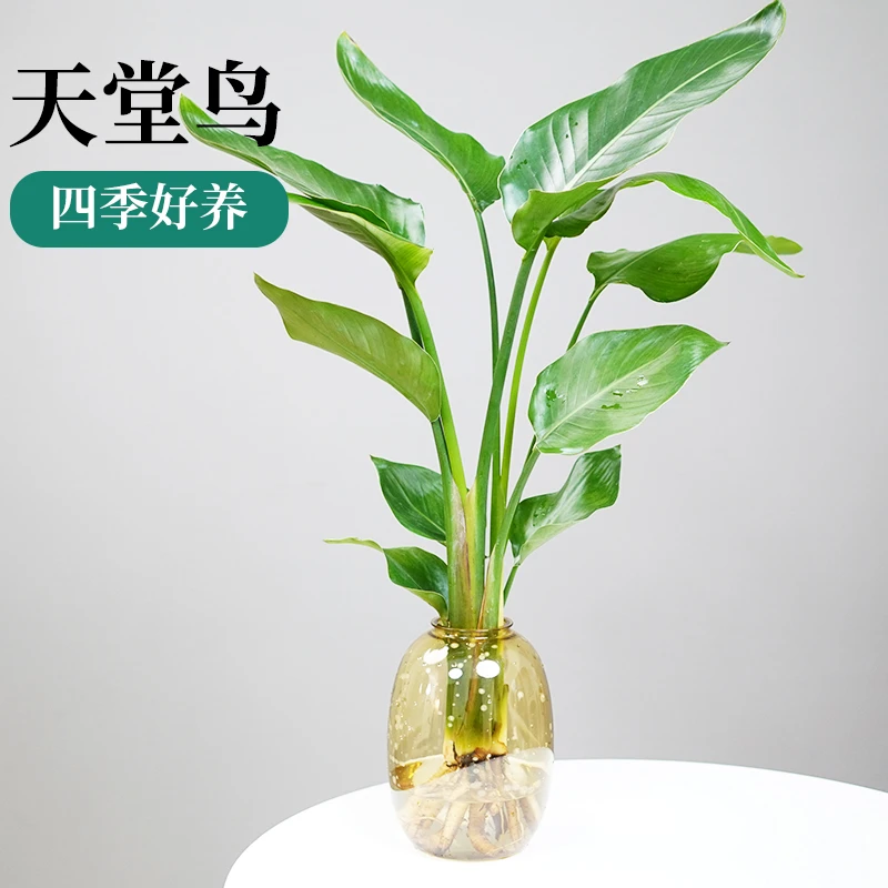 水培天堂鸟植物大绿植盆栽四季常青水养花卉室内办公桌