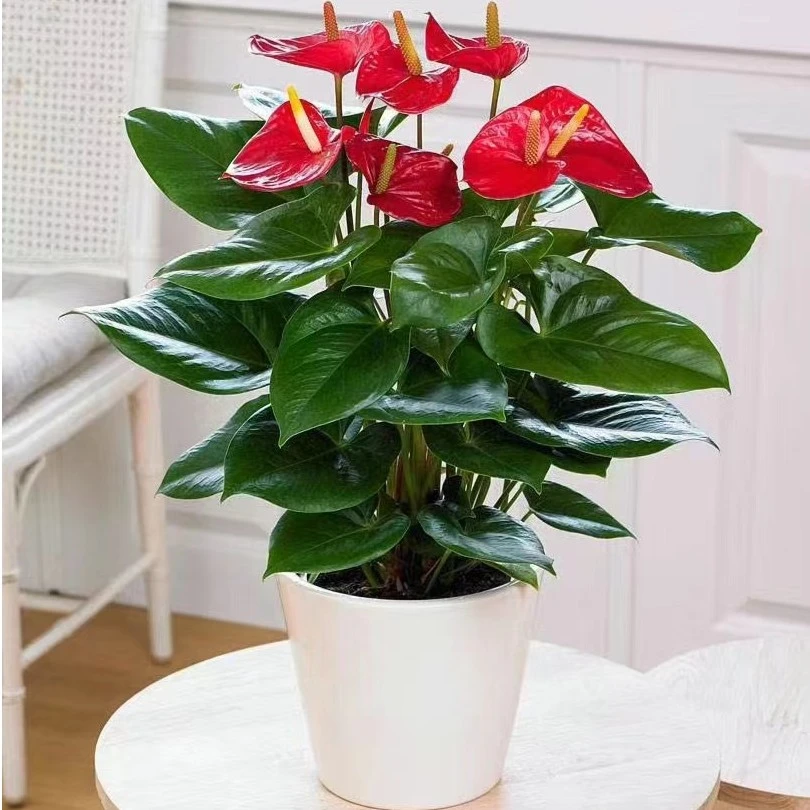 绿植水培红掌白掌盆栽红掌盆栽鹿角蕨滴水观音一帆风顺盆栽千年木