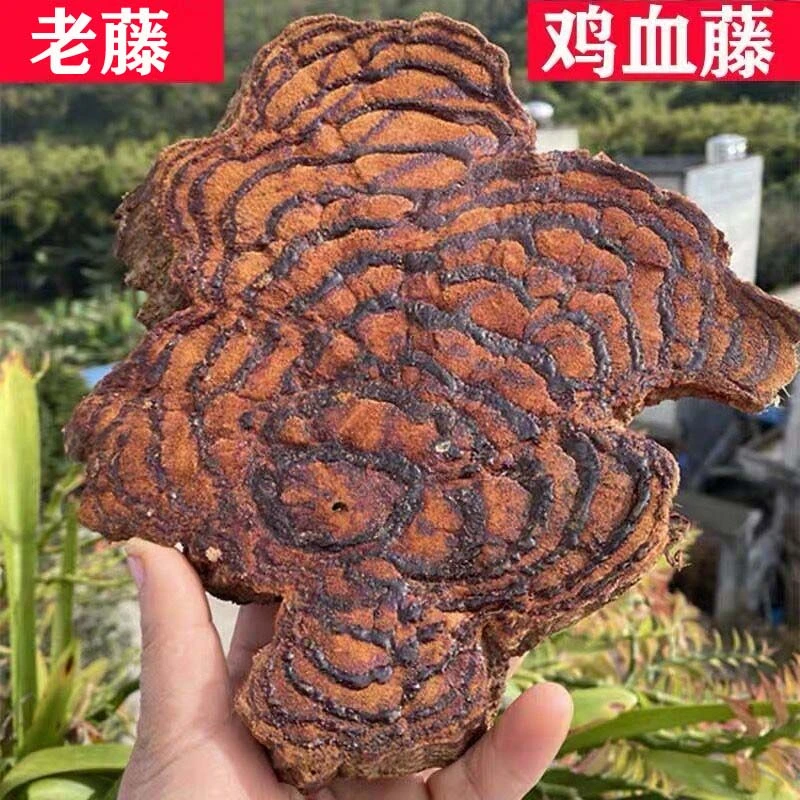 鸡血藤 广西长寿之乡生态无硫鸡血藤 正宗广西新鲜鸡血滕