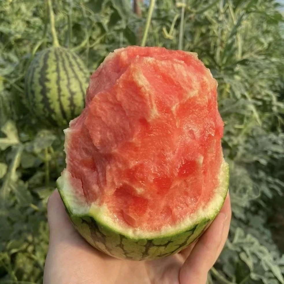 冰糖籽小西瓜种子盆栽西瓜四季阳台可种小院香甜夏季