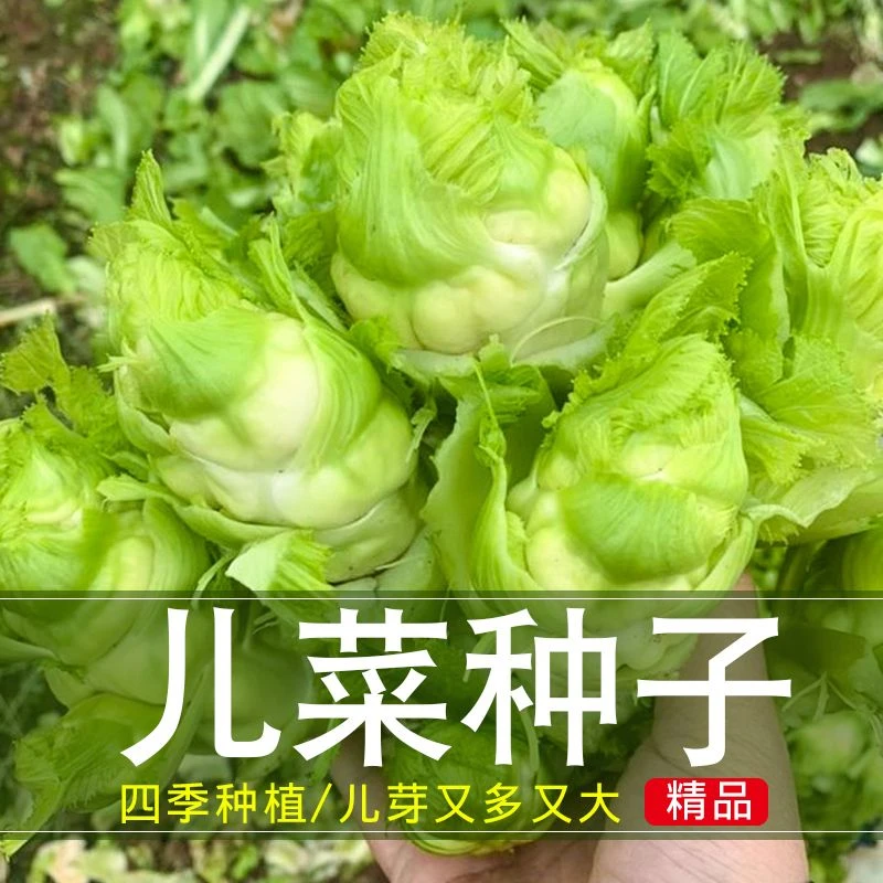 儿菜种子家庭盆栽地栽四季种植阳台小院