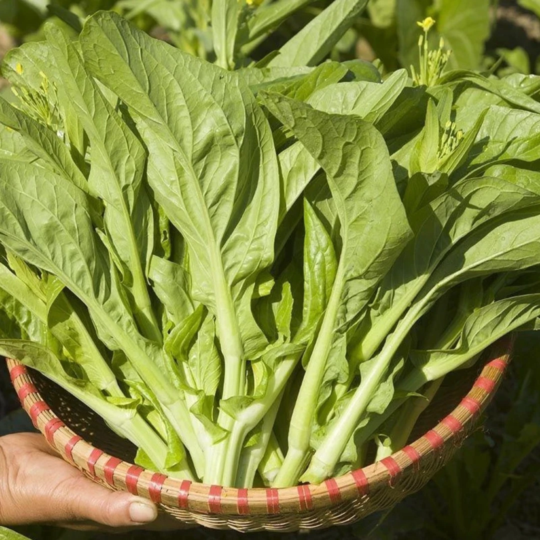 【9.9元3包白菜苔种子】种籽菜种苔菜四季菜心菜苔蔬菜孑菜芯莱菜籽