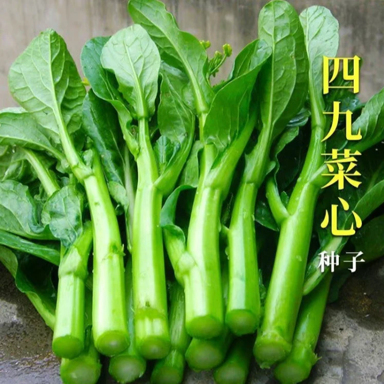 【四九菜心种子】种籽菜种菜苔菜心四季蔬菜孑广东菜芯莱菜籽心籽种