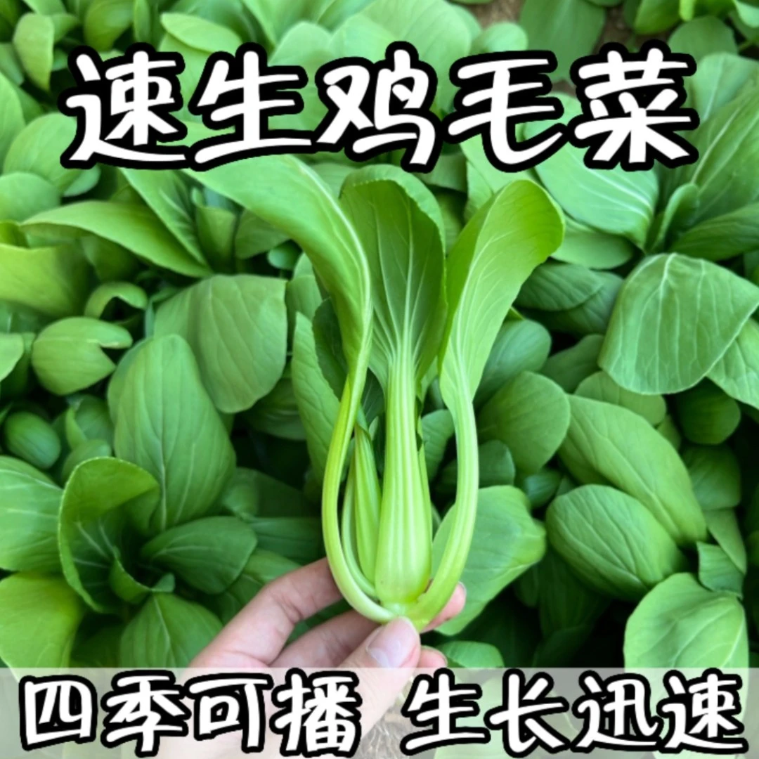 【3包速生鸡毛菜种子】四季小白菜青菜小油菜上海青菜籽蔬菜种子
