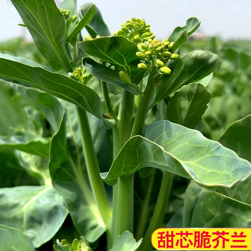甜芯绿芥蓝种子 阳台庭院四季盆栽种植农家菜园地芥兰蔬菜种籽