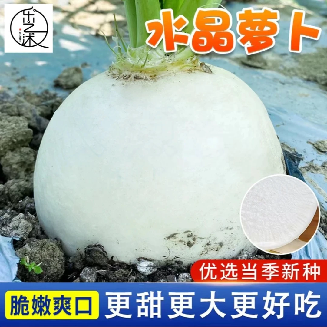 白玉圆萝卜种子家庭阳台小院盆栽地栽四季种植