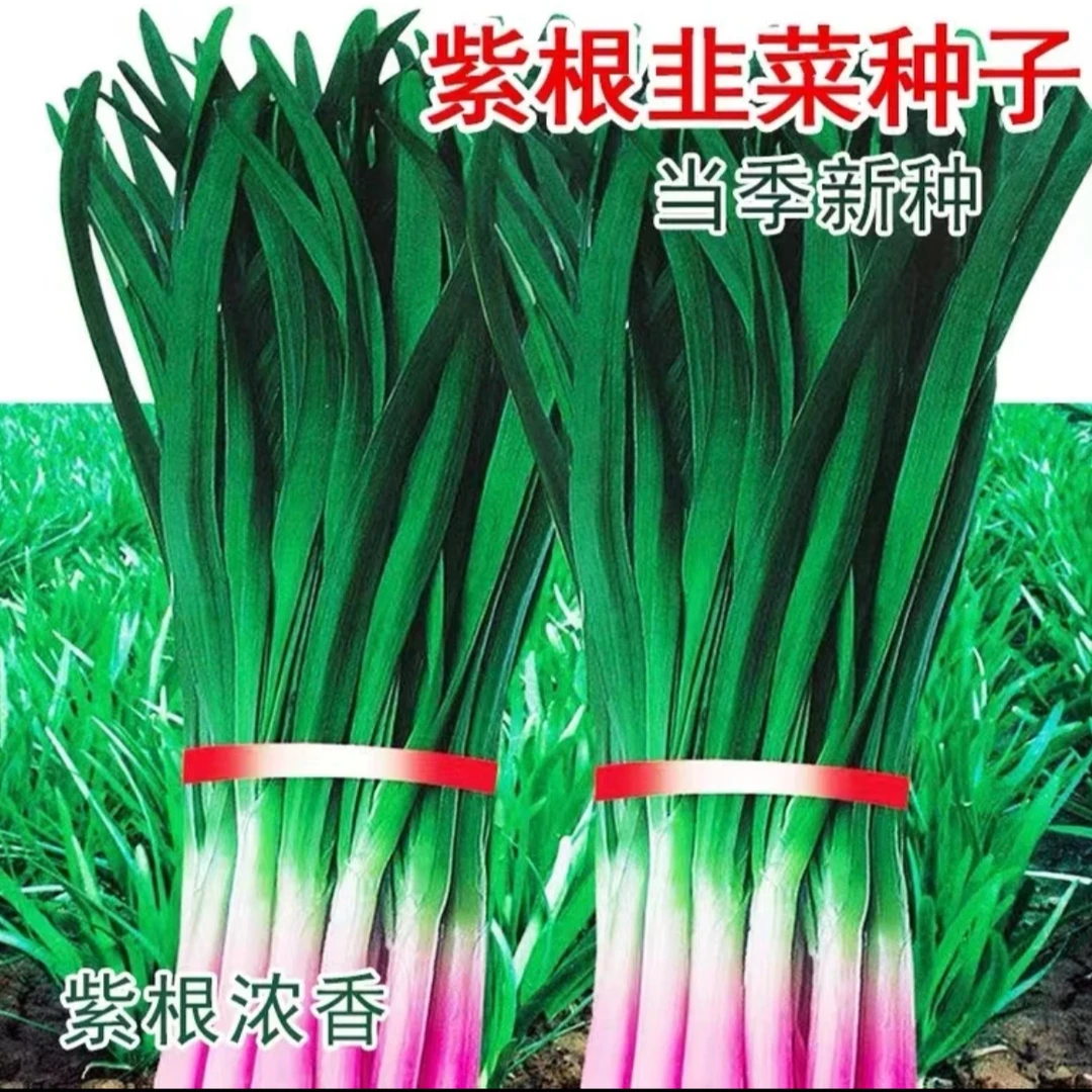 【紫根韭菜种子】家庭泡沫箱小院易成活多茬采收四季种植蔬菜